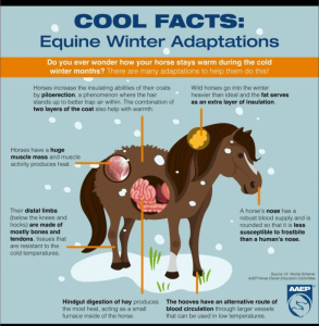 descriptive image showing how horses deal with cold