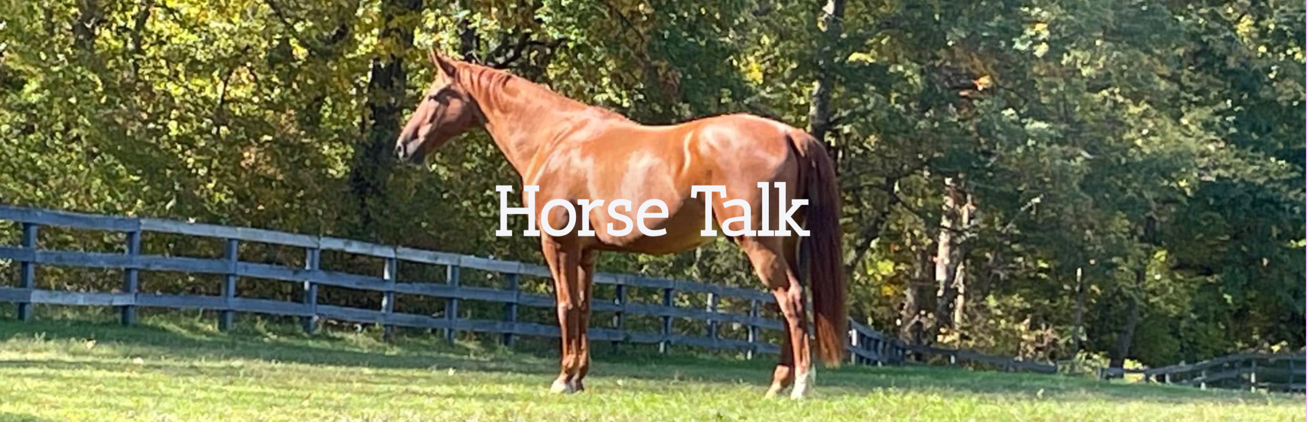 Horse Talk Blog